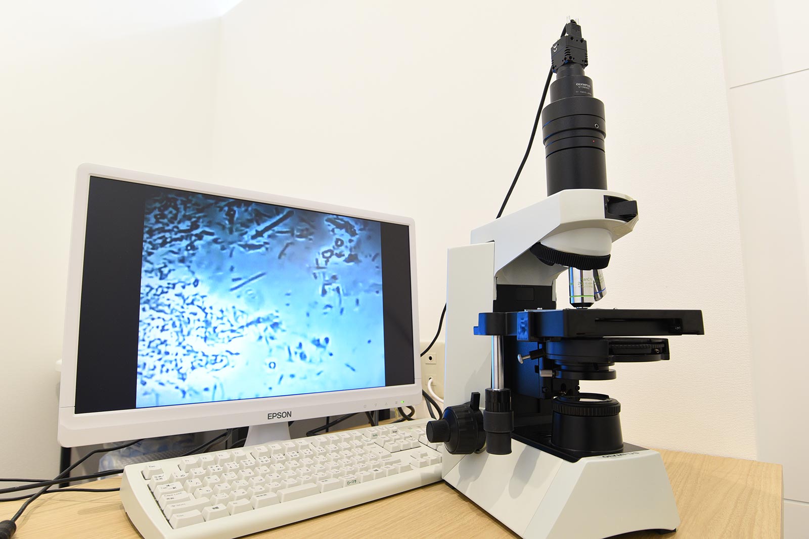 位相差顕微鏡を用いて「お口の中の細菌」を検査する